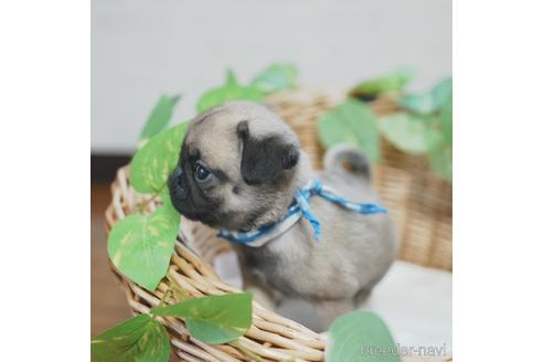 成約済の愛媛県のパグ-140242の1枚目