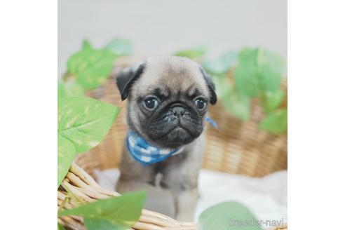 成約済の愛媛県のパグ-140242の2枚目