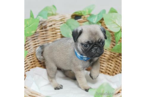 成約済の愛媛県のパグ-140242の3枚目