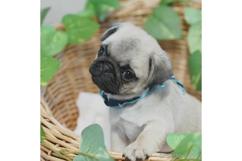 成約済の愛媛県のパグ-140243の1枚目
