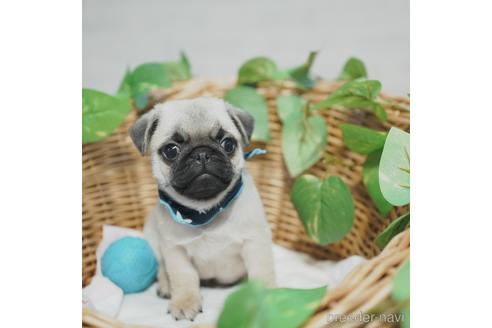 成約済の愛媛県のパグ-140243の2枚目