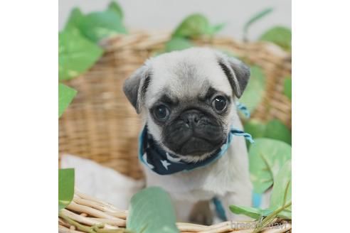 成約済の愛媛県のパグ-140243の3枚目