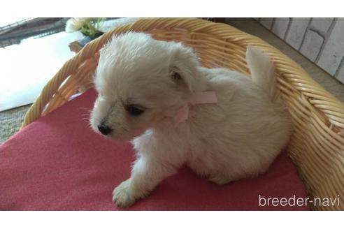 成約済の岡山県のミックス犬-139379の6枚目