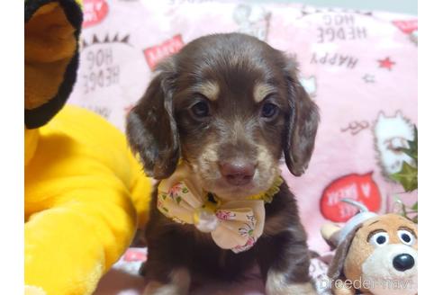成約済の福岡県のミニチュアダックスフンド(ロングヘアード)-140262の3枚目