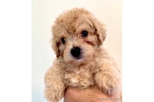 成約済の東京都のミックス犬-134959の7枚目