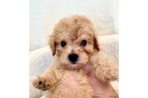 成約済の東京都のミックス犬-134959の2枚目
