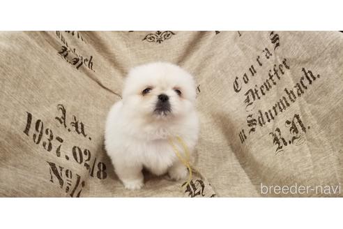 成約済の岡山県のペキニーズ-138586の3枚目