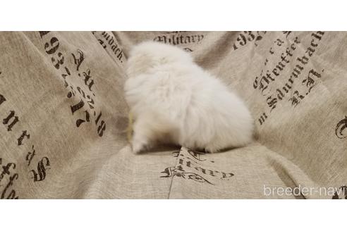 成約済の岡山県のペキニーズ-138586の2枚目