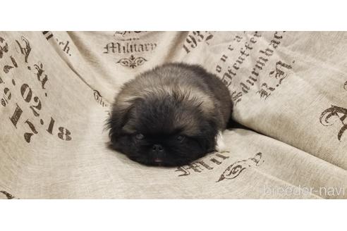 成約済の岡山県のペキニーズ-134300の5枚目