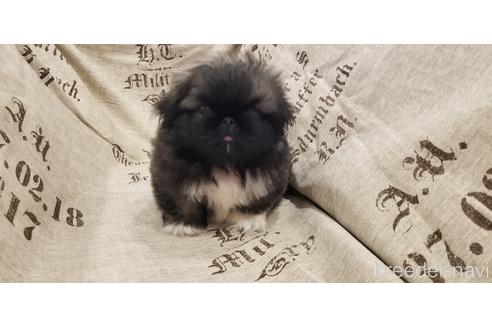 成約済の岡山県のペキニーズ-134300の4枚目