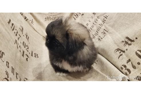 成約済の岡山県のペキニーズ-134300の3枚目