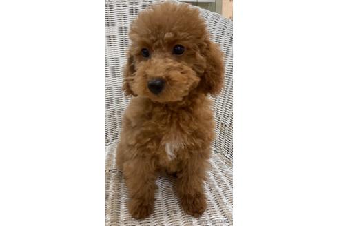 成約済の北海道のトイプードル-133992の8枚目