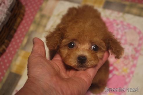 成約済の奈良県のトイプードル-140311