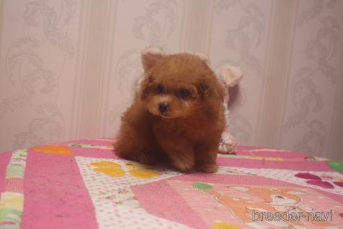 成約済の奈良県のトイプードル-140311の5枚目