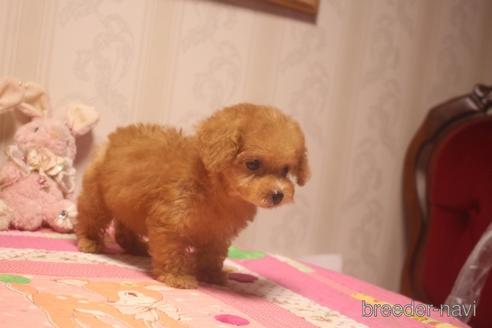 成約済の奈良県のトイプードル-140311の4枚目