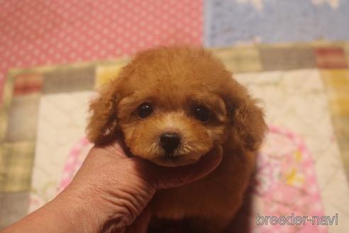 成約済の奈良県のトイプードル-140311の3枚目