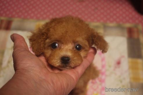 成約済の奈良県のトイプードル-140311の2枚目