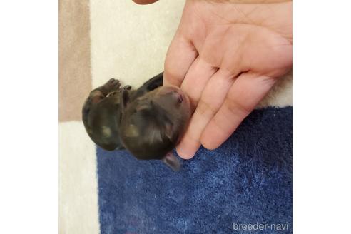 成約済の広島県のミニチュアダックスフンド(ロングヘアード)-140352の22枚目