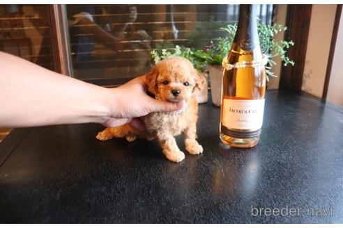 成約済の埼玉県のタイニープードル-140395の1枚目