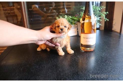 成約済の埼玉県のタイニープードル-140395の5枚目