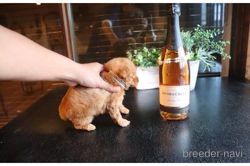 成約済の埼玉県のタイニープードル-140395の4枚目