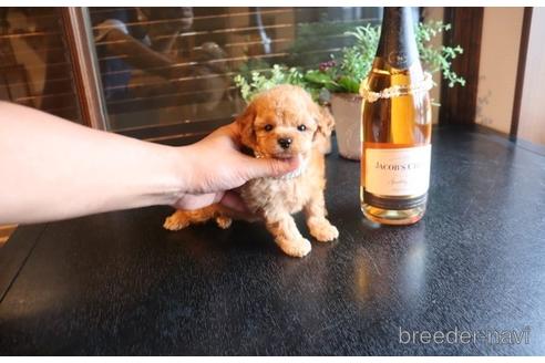 成約済の埼玉県のタイニープードル-140395の3枚目