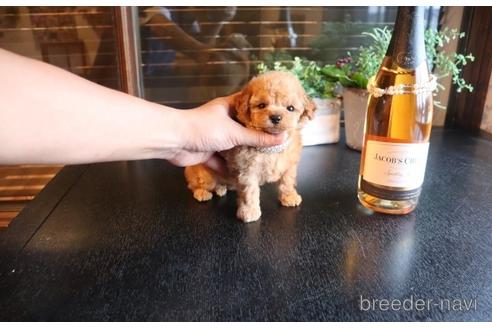 成約済の埼玉県のタイニープードル-140395の2枚目