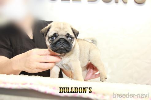 成約済の東京都のパグ-140400の1枚目