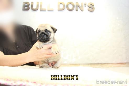 成約済の東京都のパグ-140400の7枚目