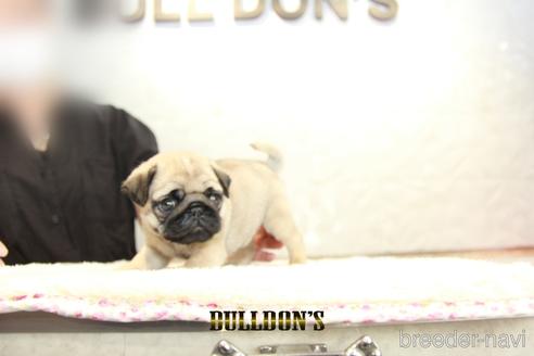 成約済の東京都のパグ-140400の4枚目