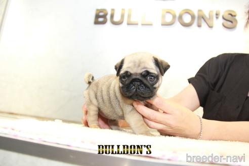 成約済の東京都のパグ-140400の3枚目