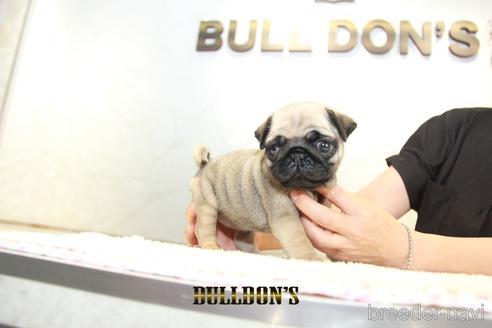 成約済の東京都のパグ-140400の2枚目