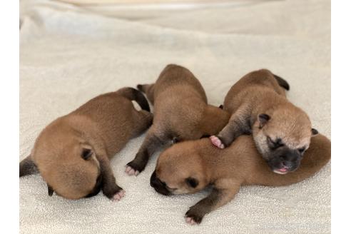 成約済の岡山県の柴犬-140409の7枚目