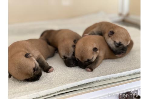 成約済の岡山県の柴犬-140409の6枚目