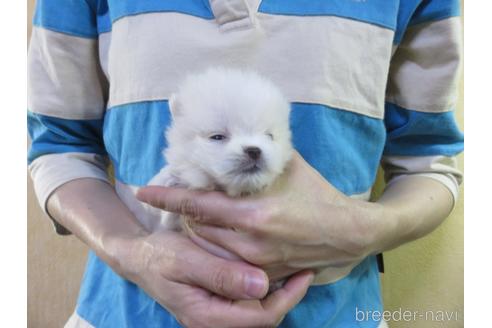 成約済の愛知県のポメラニアン-138026の13枚目