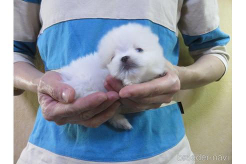 成約済の愛知県のポメラニアン-138026の10枚目