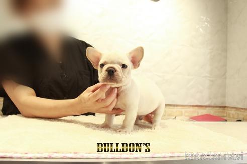 成約済の東京都のフレンチブルドッグ-140422の7枚目