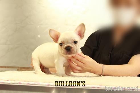 成約済の東京都のフレンチブルドッグ-140422の6枚目