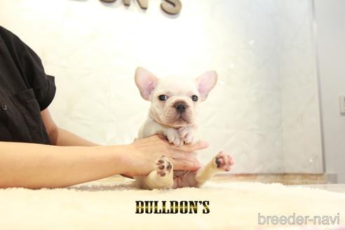 成約済の東京都のフレンチブルドッグ-140422の5枚目