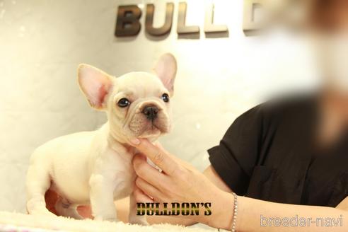 成約済の東京都のフレンチブルドッグ-140422の3枚目