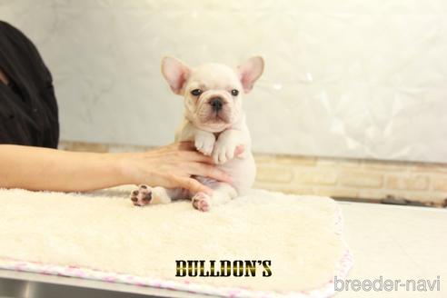 成約済の東京都のフレンチブルドッグ-140422の2枚目