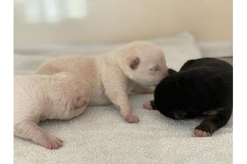 成約済の岡山県の柴犬-140423の6枚目