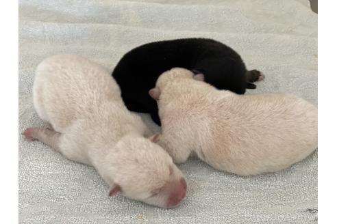 成約済の岡山県の柴犬-140423の5枚目