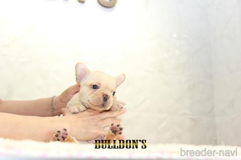 成約済の東京都のフレンチブルドッグ-140425の2枚目