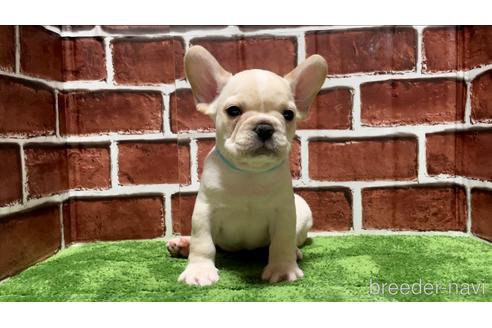 成約済の埼玉県のフレンチブルドッグ-140426の3枚目