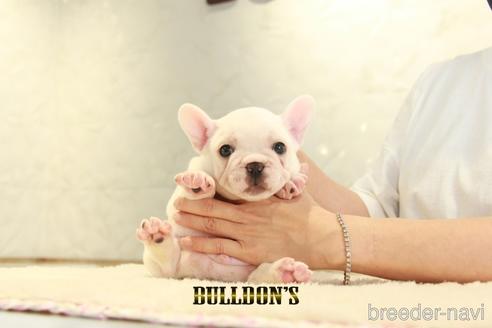 成約済の東京都のフレンチブルドッグ-140433