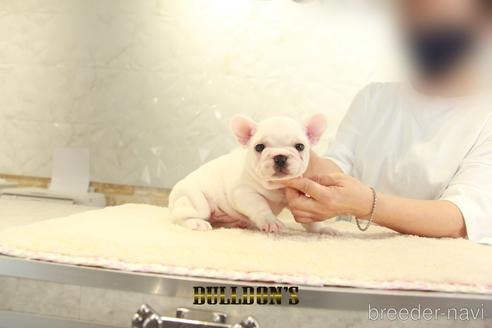 成約済の東京都のフレンチブルドッグ-140433の7枚目