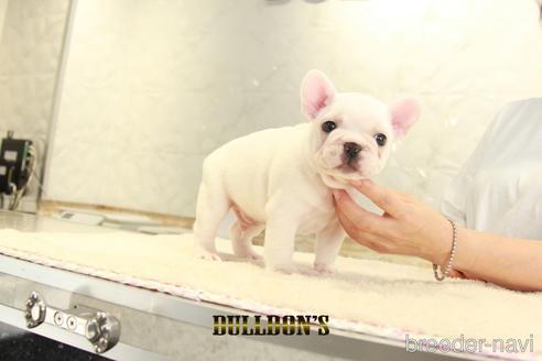 成約済の東京都のフレンチブルドッグ-140433の6枚目