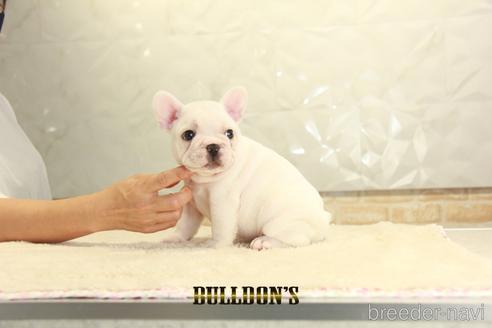 成約済の東京都のフレンチブルドッグ-140433の5枚目