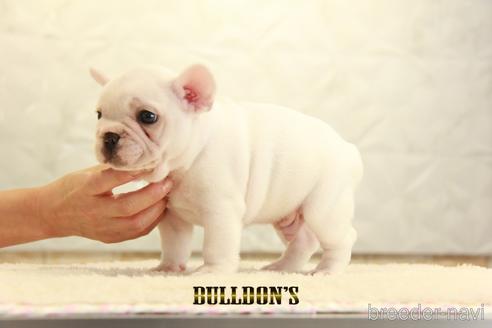 成約済の東京都のフレンチブルドッグ-140433の4枚目